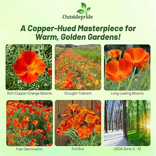 Miniatura 2 de Outsidepride 100 semillas anuales Eschscholzia California Poppy Copper Pot Garden Flower Seeds