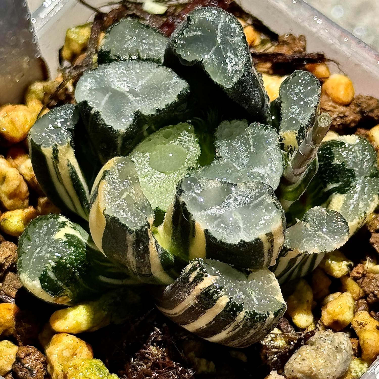 光触媒 人工観葉植物 ウォールグリーン ゴールデンフィカスダブル1.2 光触媒 人工観葉植物 ウォールグリーン ゴールデンフィカスダブル1.2