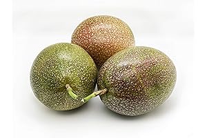 Jocote Fruit: A Tropical Treat With a Hint of Passion