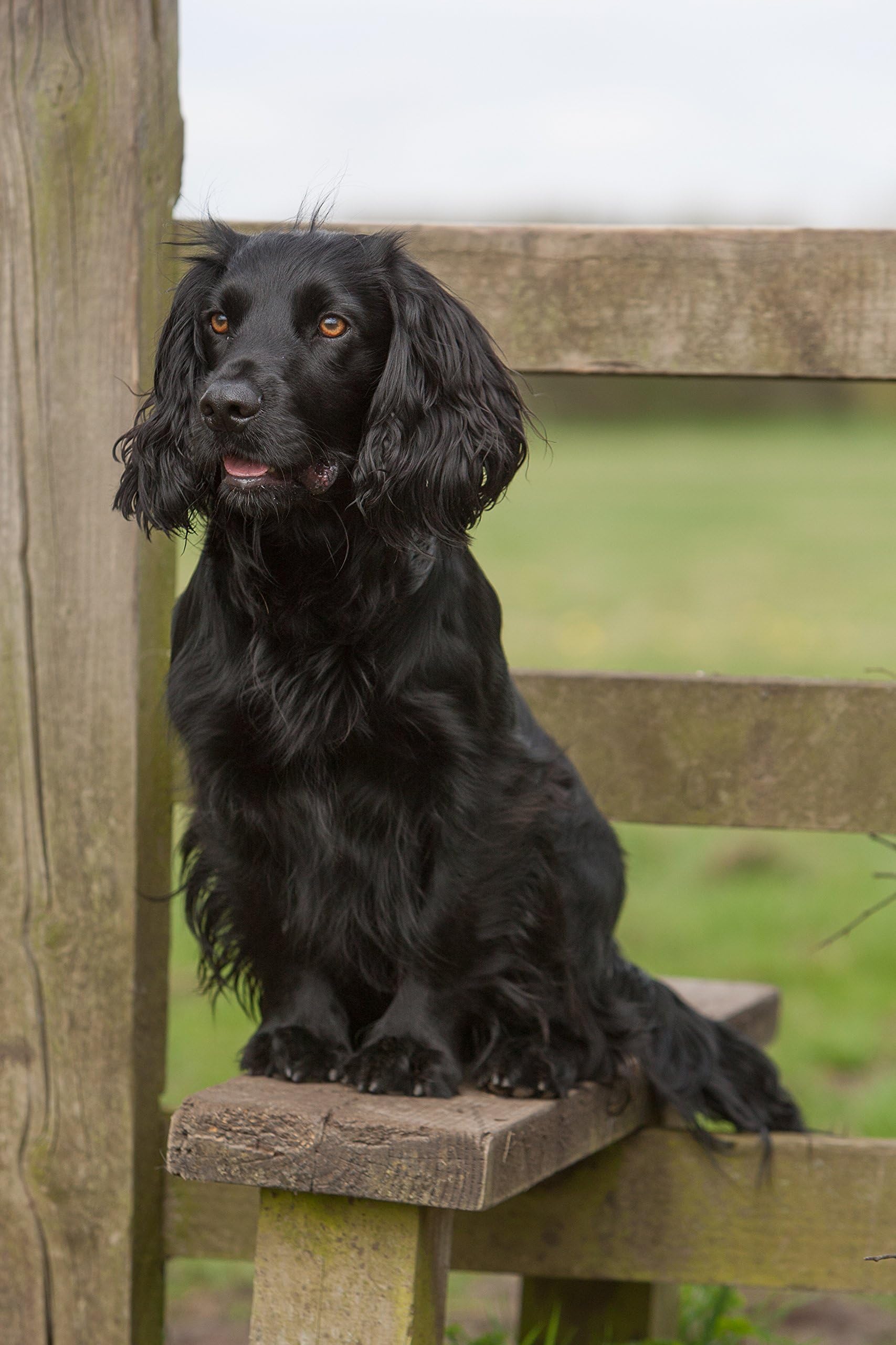 Working Cocker Spaniel Card