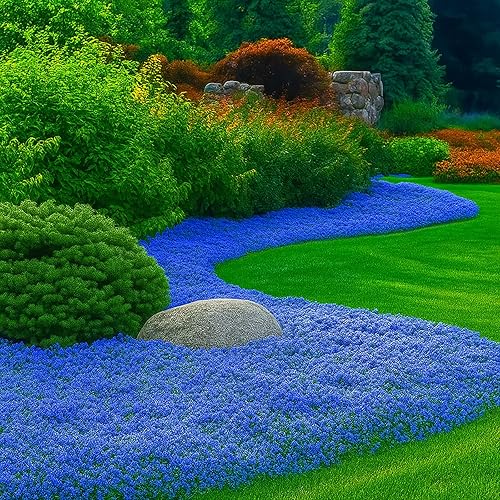 Miniatura 7 de Más de 32000 semillas mixtas de tomillo rastrero para cubrir el suelo, planta aromática de bajo mantenimiento para céspedes y jardines, tolerante a