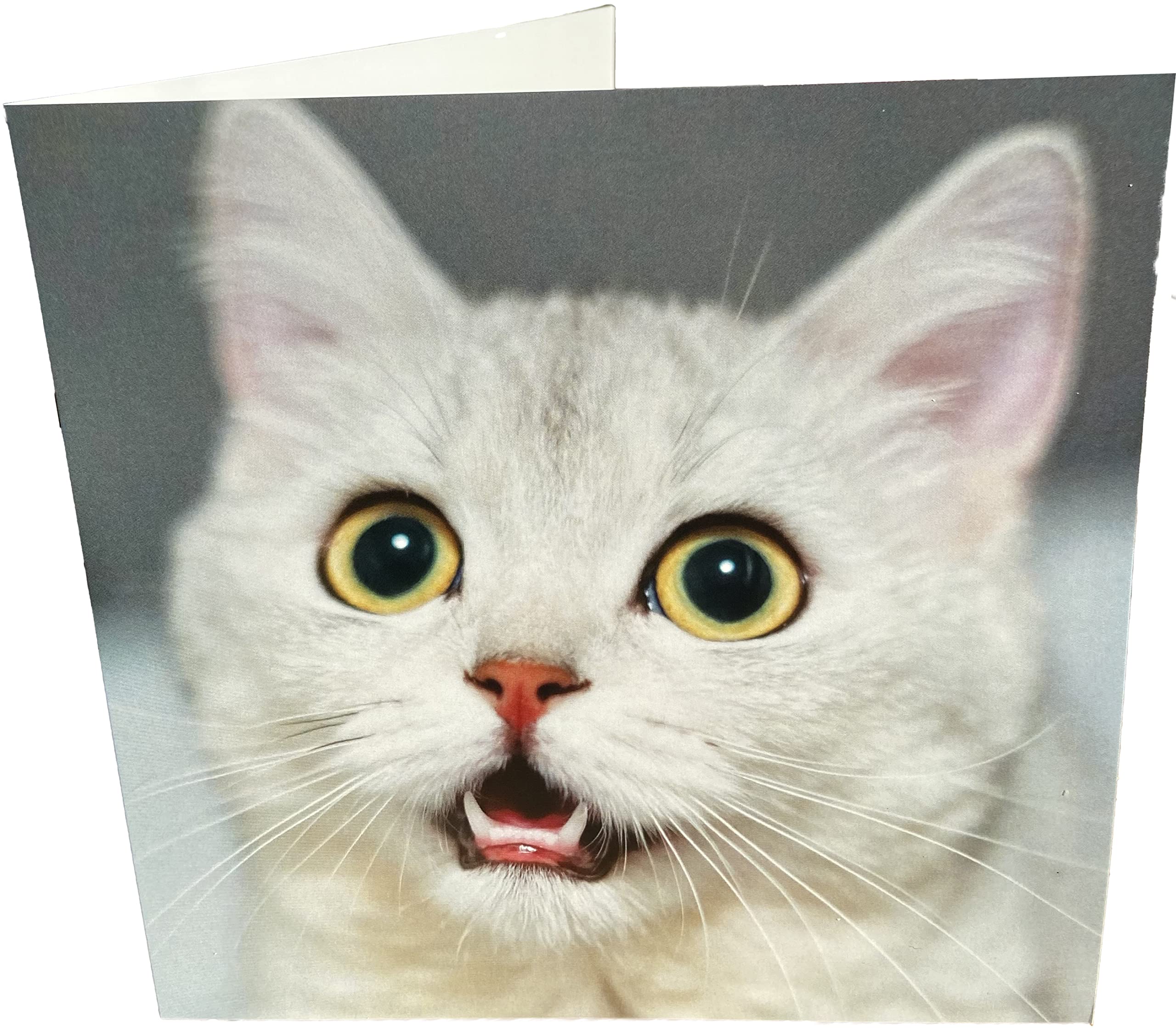 Maturi Geburtstagskarte Mit Katzenmotiv – Quadratisch, Blanko, Nachhaltig Produziert