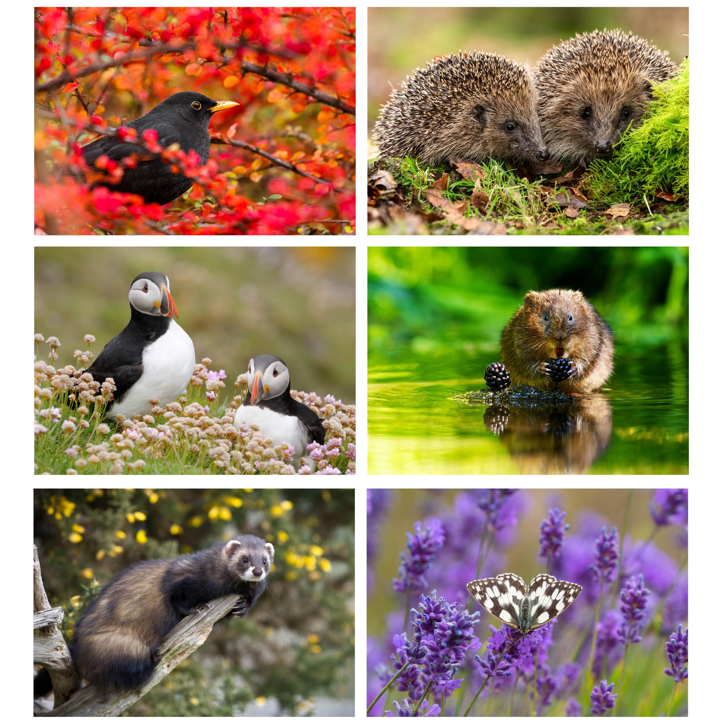 Pack of 24 British Wildlife Greeting Cards Vol 2. Blank Cards and Envelopes. Eco-friendly Cards, Envelopes and Box. Blank Inside - Image 4