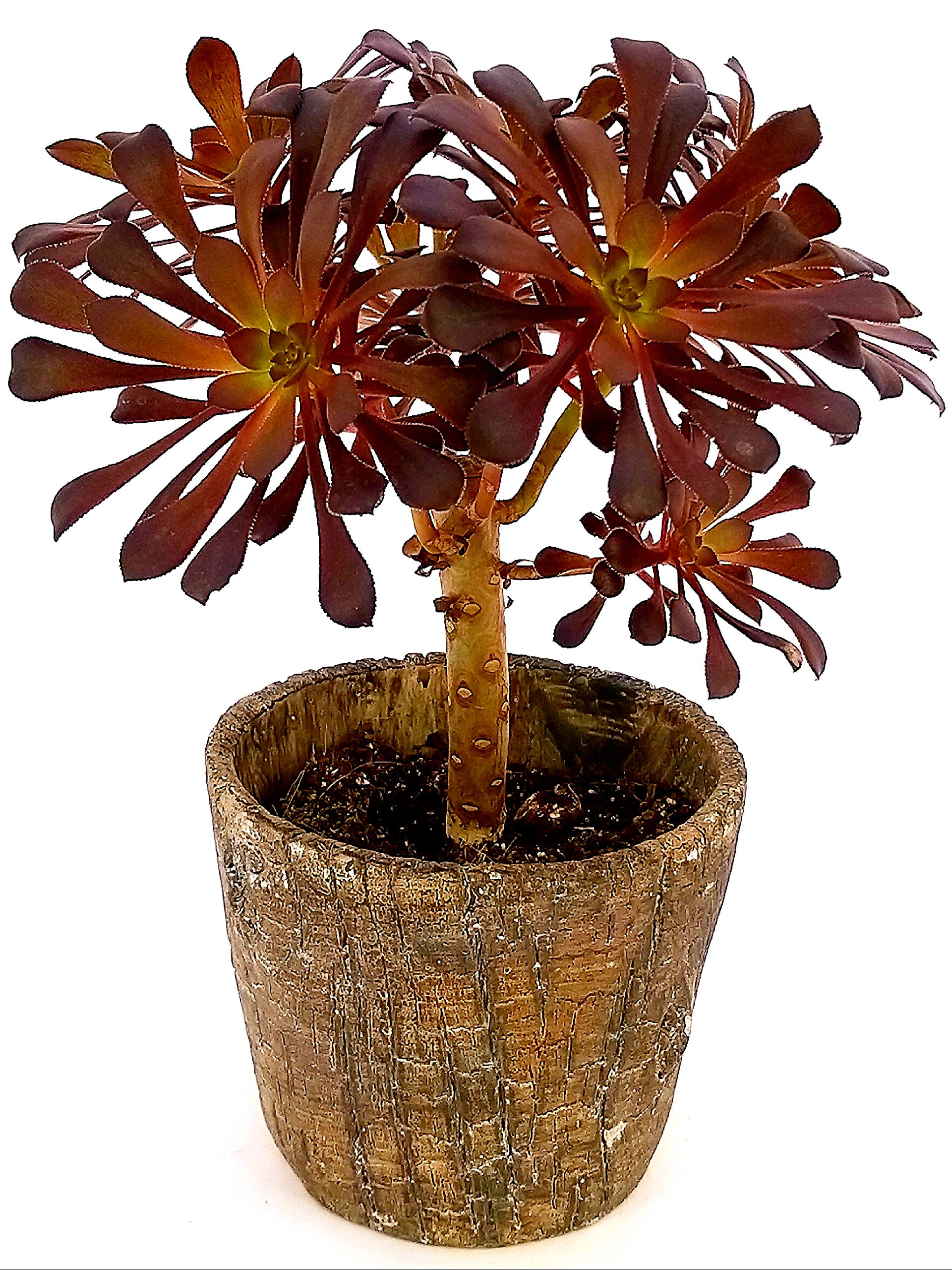 POWERS TO FLOWERS - KALANCHOE CALANDIVA VARIEGATA AURORA IN VASO CERAMICA BLU, Vaso 12cm Diametro Pianta Vera