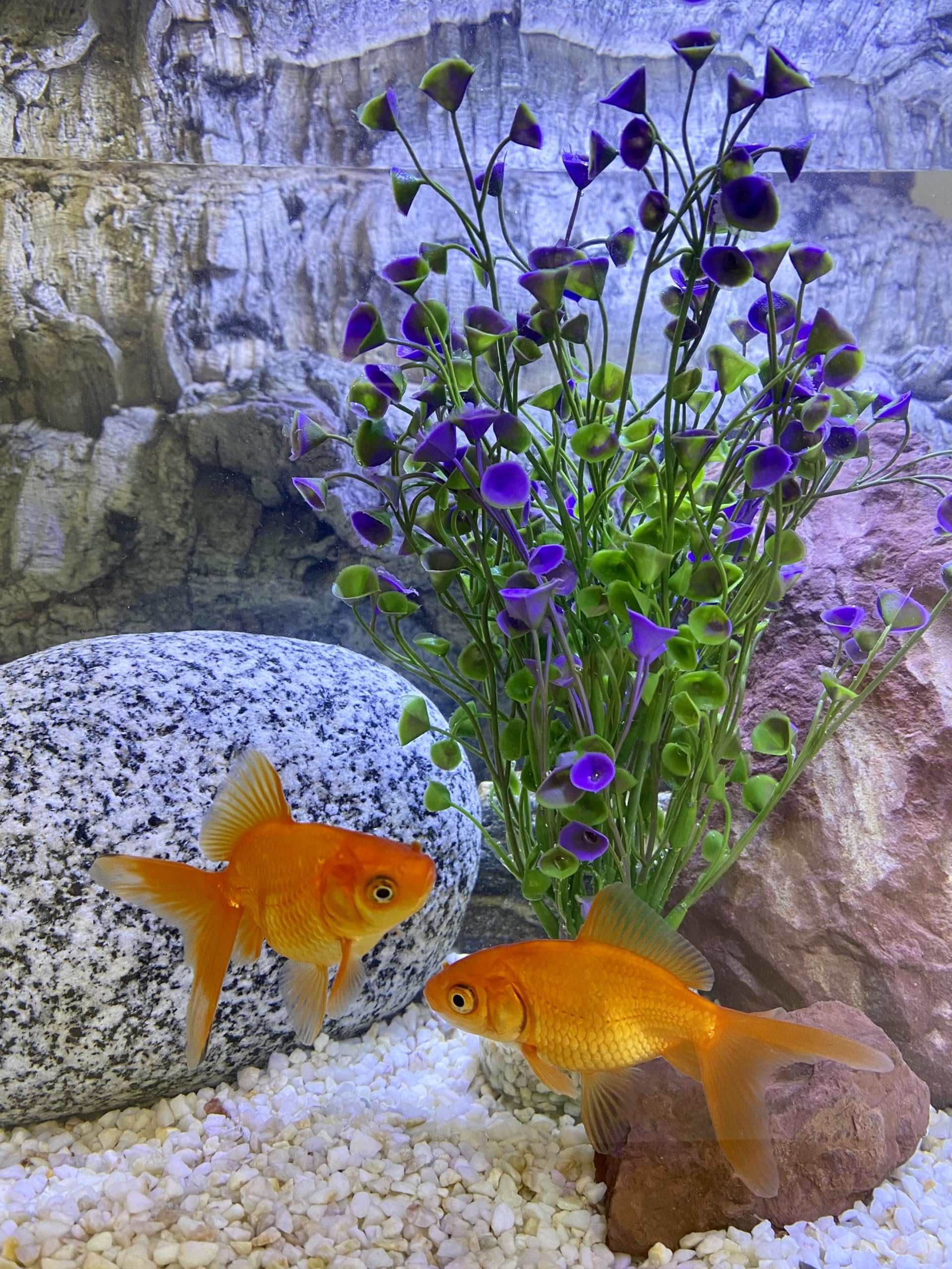 Tyrol - Plante d'Aquarium Artificielle XL 22CM - Décoration pour Aquarium - Plante en plastique sur Socle - Plante d'intérieur lentille eau - Ancrage Facile au fond de l'Aquarium - Fabriquée en France
