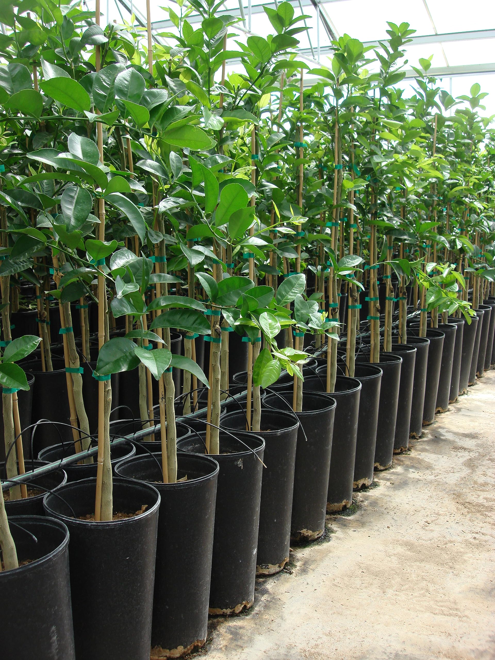 Amazon.com: Stuewe & Sons – TP815R Treepot – 8” x 15” Round Pots