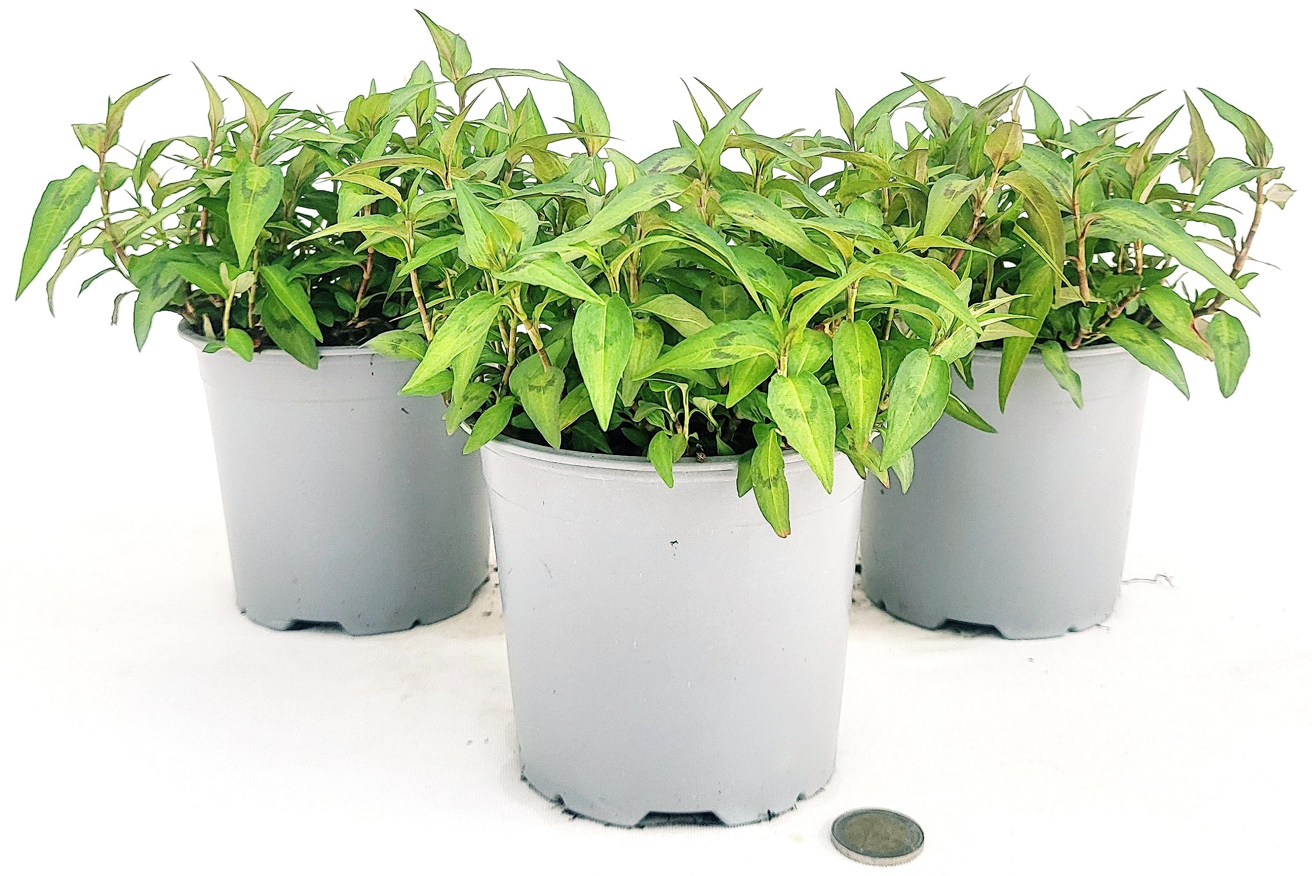 POWERS TO FLOWERS - PERSICARIA ODORATA BIO, CORIANDOLO DEL VIETNAM, 3 PIANTE, VASO 14cm, piante vere