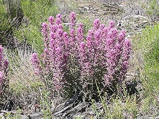 10 Castilleja Angustifolia Seeds | Northwestern Desert Indian Paintbrush...