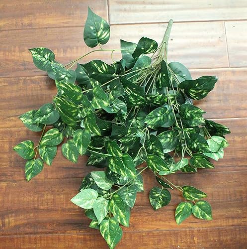 Ooki Green Pothos Plant Devil's Ivy Hanging Bush Home Wedding