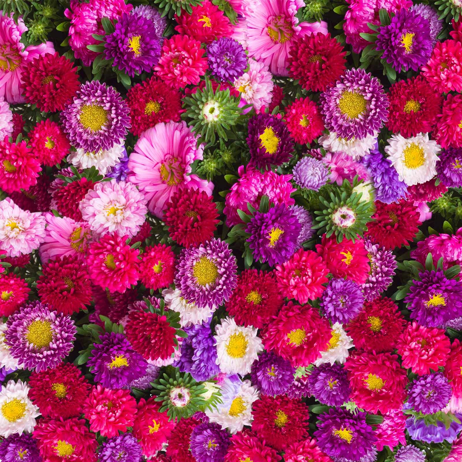 Aster Powder Puff Flower Seed Mix 4 Oz