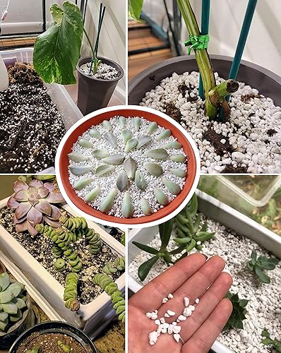 Miniatura 3 de Perlita orgánica hortícola de grado profesional de 2 cuartos de galón (2 cuartos de galón, perlita)