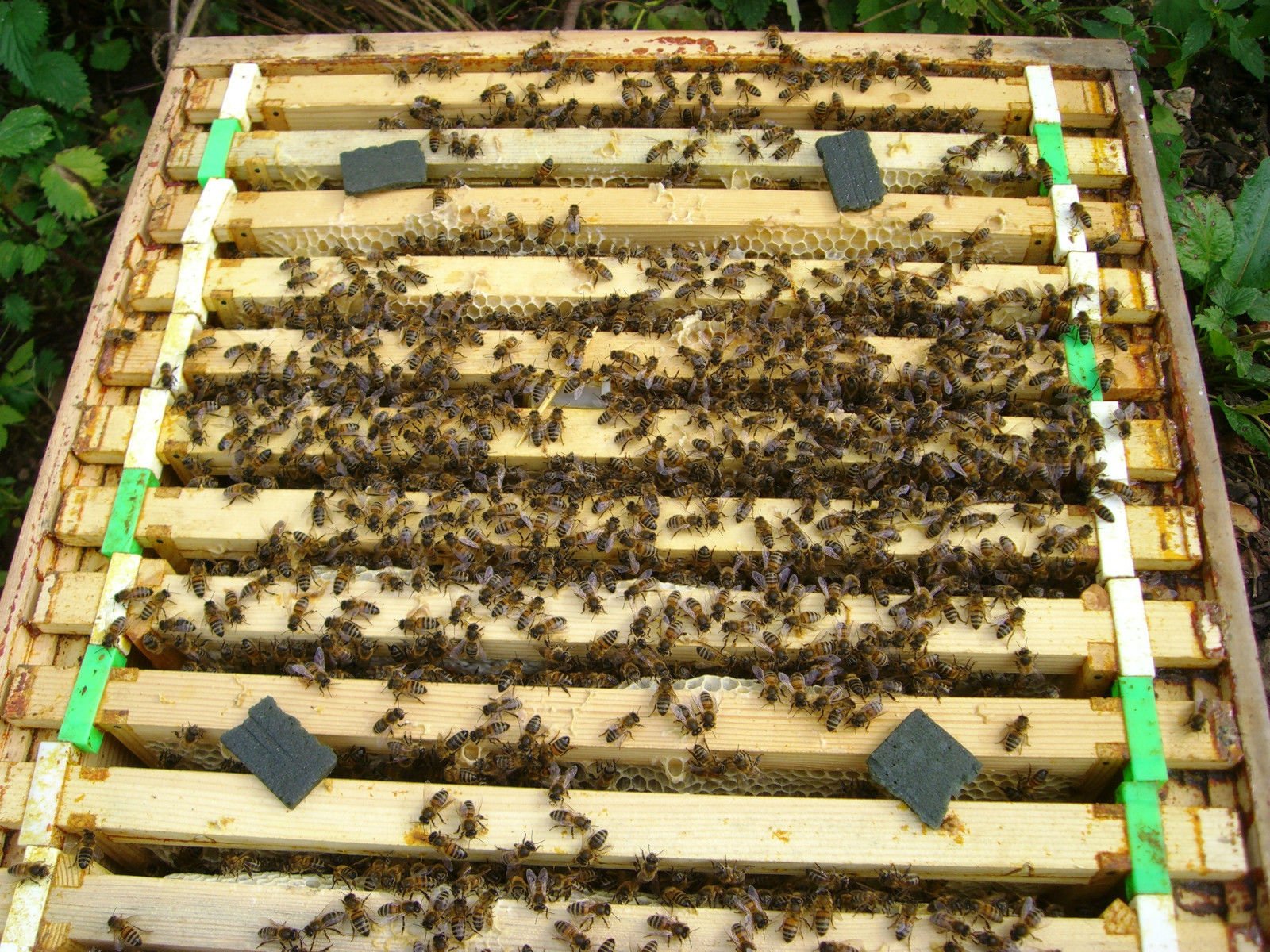 Simon The Beekeeper APILIFE VAR - Trattamento per varroa delle api, confezione da 10 bustine, 2 strisce per ciascuna bustina