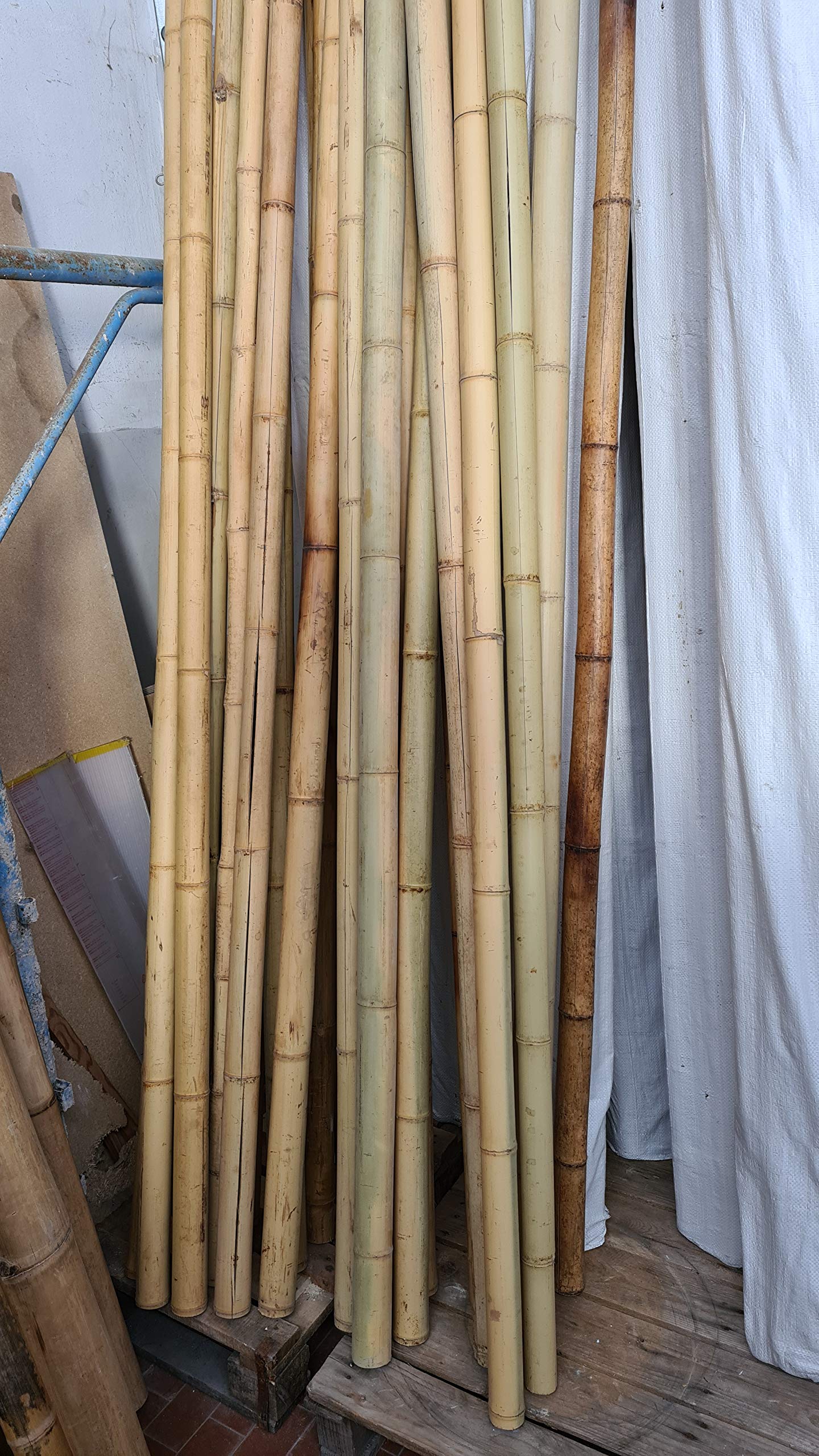 Canna di Bambù Gigante MOSO (CM 300 Ø 4/6) - SECONDA SCELTA - Bastone Naturale Decorativo per Arredo Casa, Giardino, Recinzione, Fai-da-Te e Design Outdoor Indoor