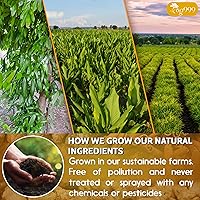 Vista 5 de TOG999, 60 bolsas de té de cúrcuma jengibre y canela, mejora la digestión, apoya el cerebro, el peso, la piel y el sueño, bolsas de té ecológicas e