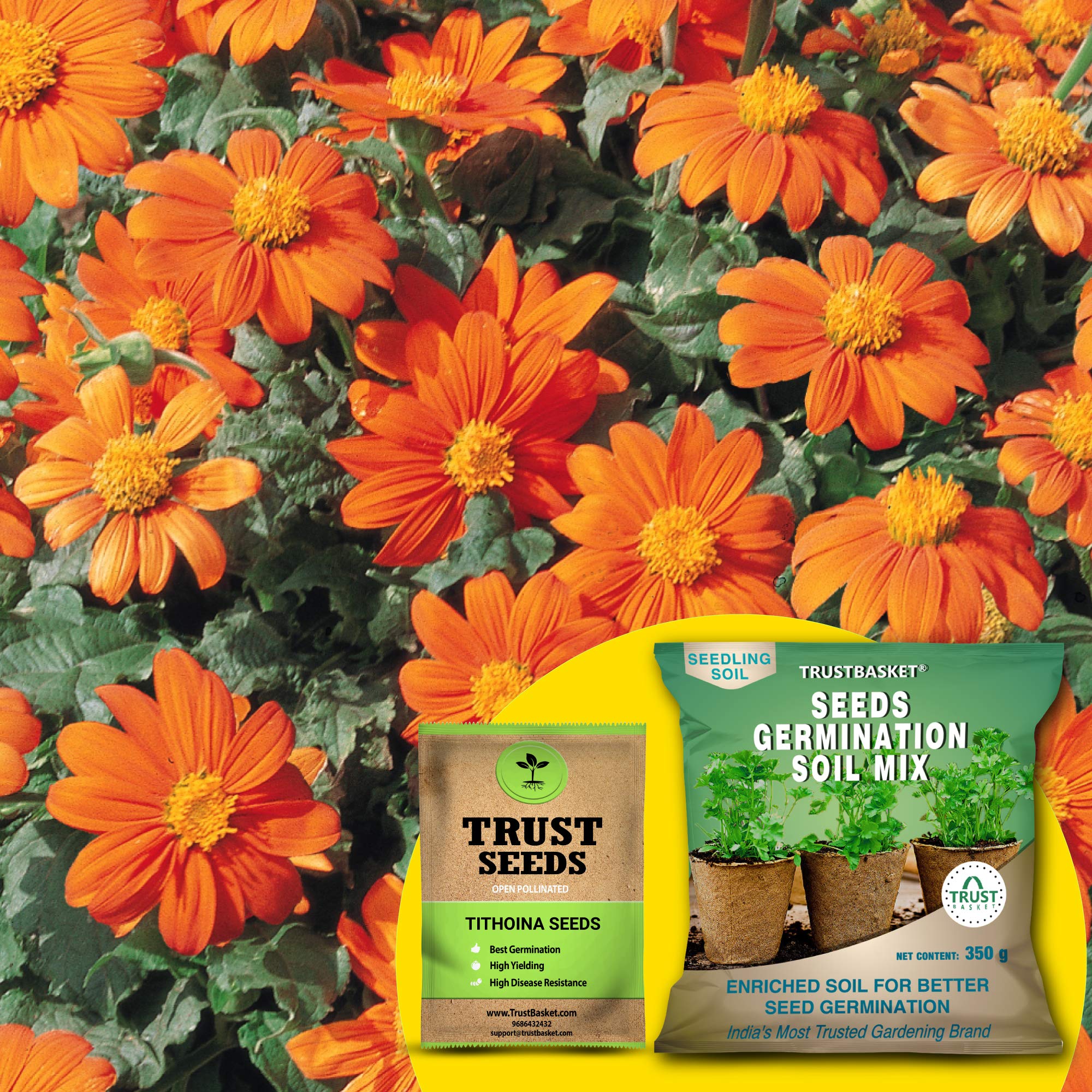 TrustBasket Premium Tithonia (OP/Desi) Seeds with Free Germination Potting Soil Mix | Sow and Grow Fresh Healthy Seed in Your Garden Perfect for Home & Terrace Gardening (B07R6HC585) Amazon Price History, Amazon Price Tracker