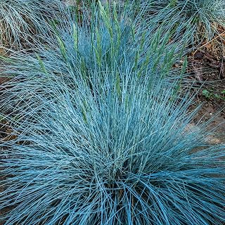 3 x Festuca Intense Blue - Blue Grass Plants Ready to Plant Arrives in 9cm Pots