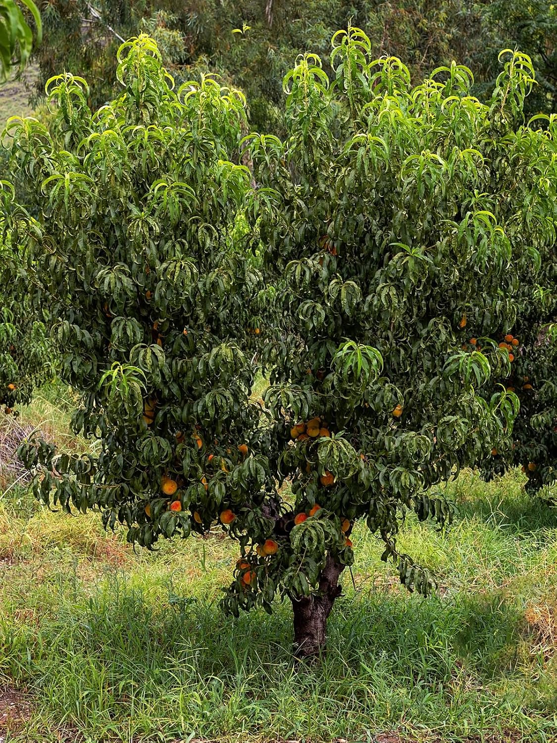 Flordario Peach Tree, Southern Variety, Low Chill Hours, Delicious Peaches, Early Harvest, 3-4 ft Tree Height, 7 gal Nursery Pot (Due to Agricultural Laws, we Cannot Ship to CA, AZ, AK, or HI)