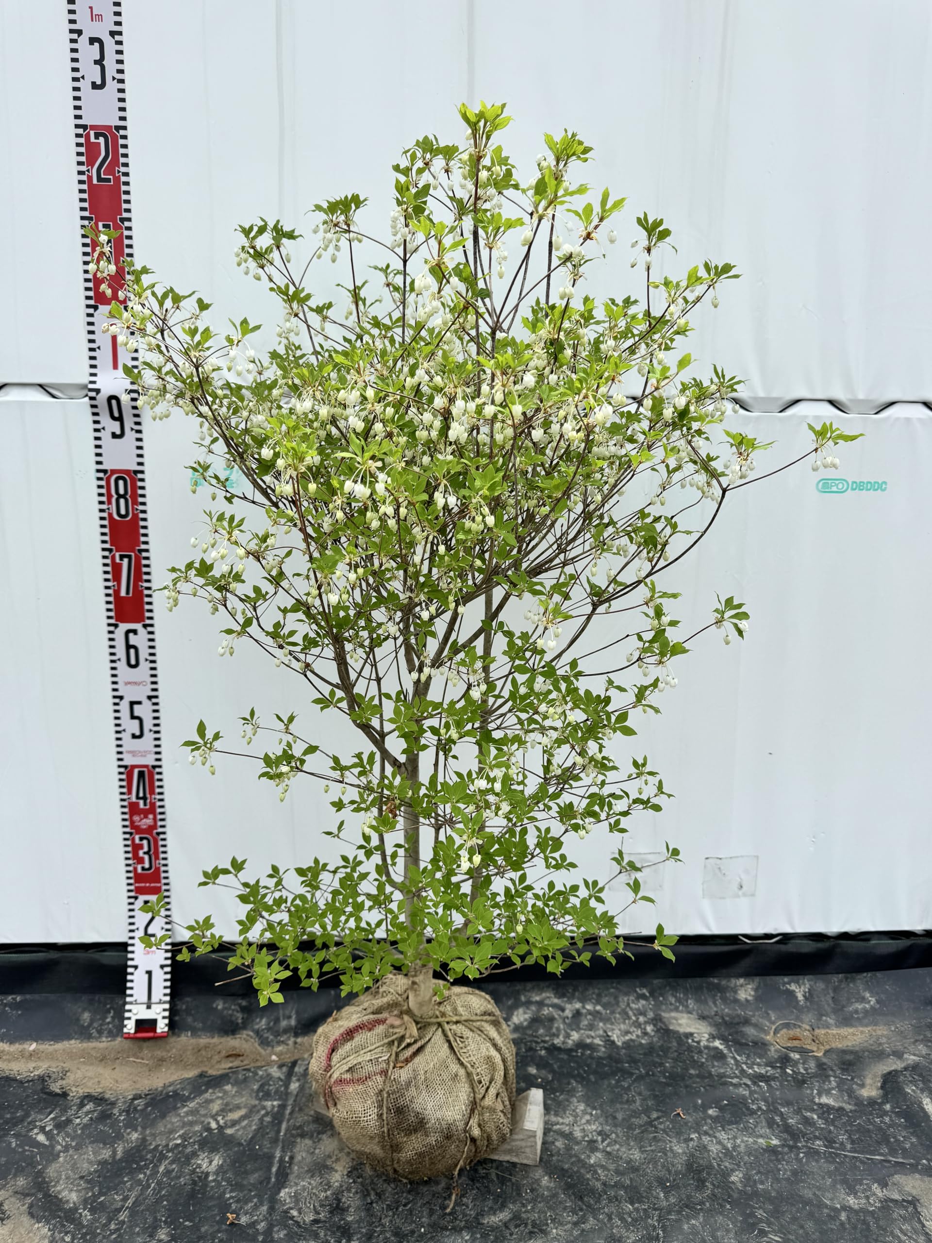 根本の立ち姿が格好の良い ドウダンツツジ 482 樹高1.1m位 灯台躑躅