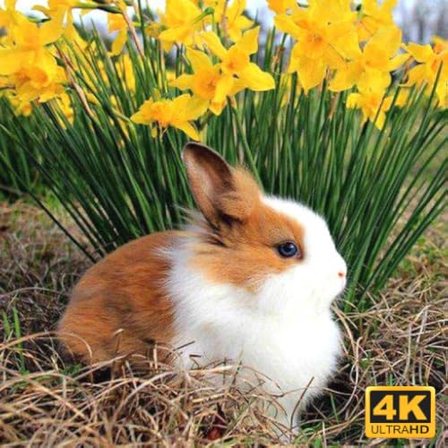 bunny screensaver 4k no ads
