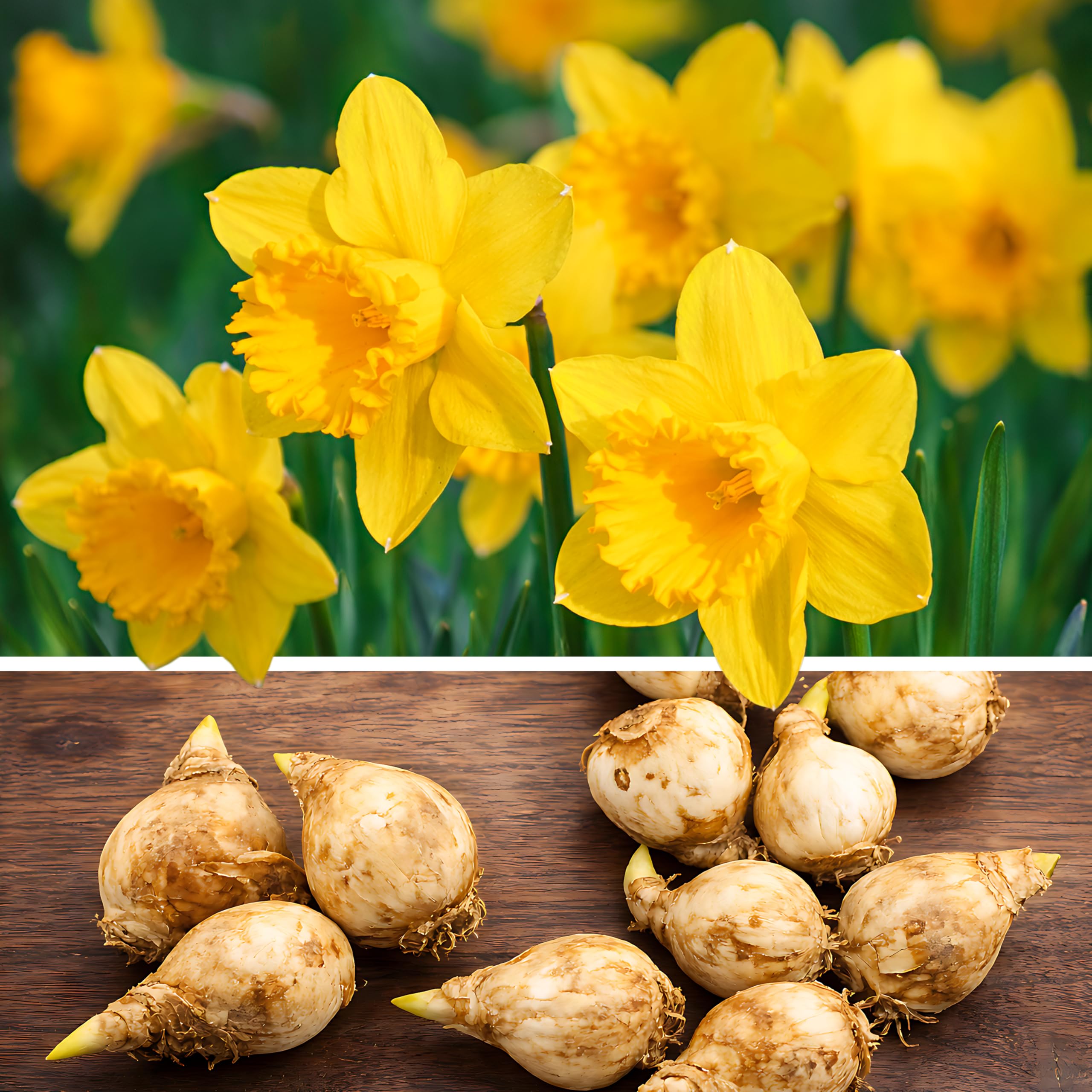 20 Tete A Tete Yellow Dwarf Daffodil Bulbs Mini Narcissus Corms Early Spring Blooming Hardy Garden Plants for Planting Outdoor Pots Containers Borders Rock Gardens Lawns Perennial Bulbs Size 8/10 cm