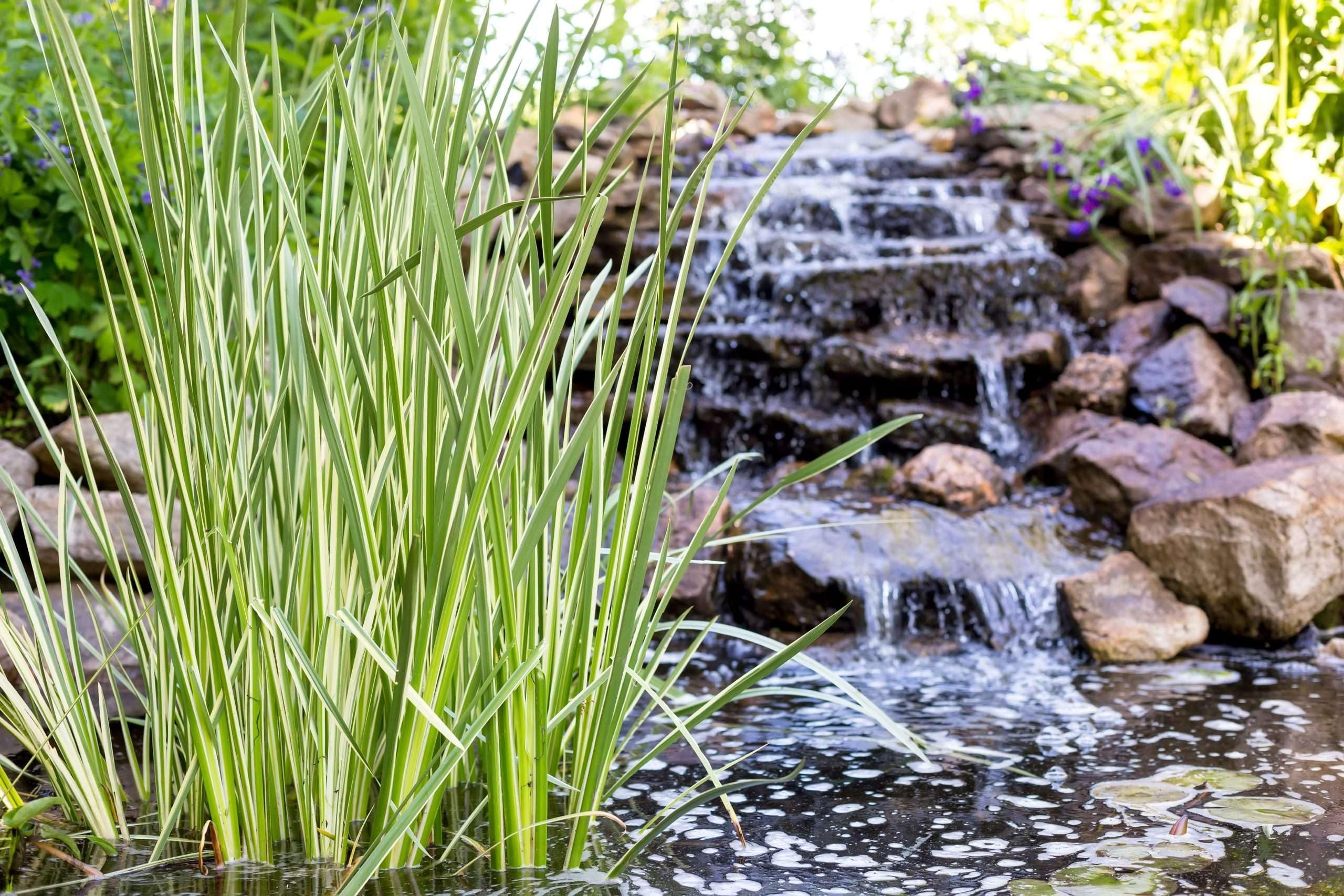 Lincolnshire Pond Plants Ltd - Acorus Calamus Variegated (Sweet Flag) - Marginal Pond Plants - MP002-1/2 x Pot & 2 x Compost