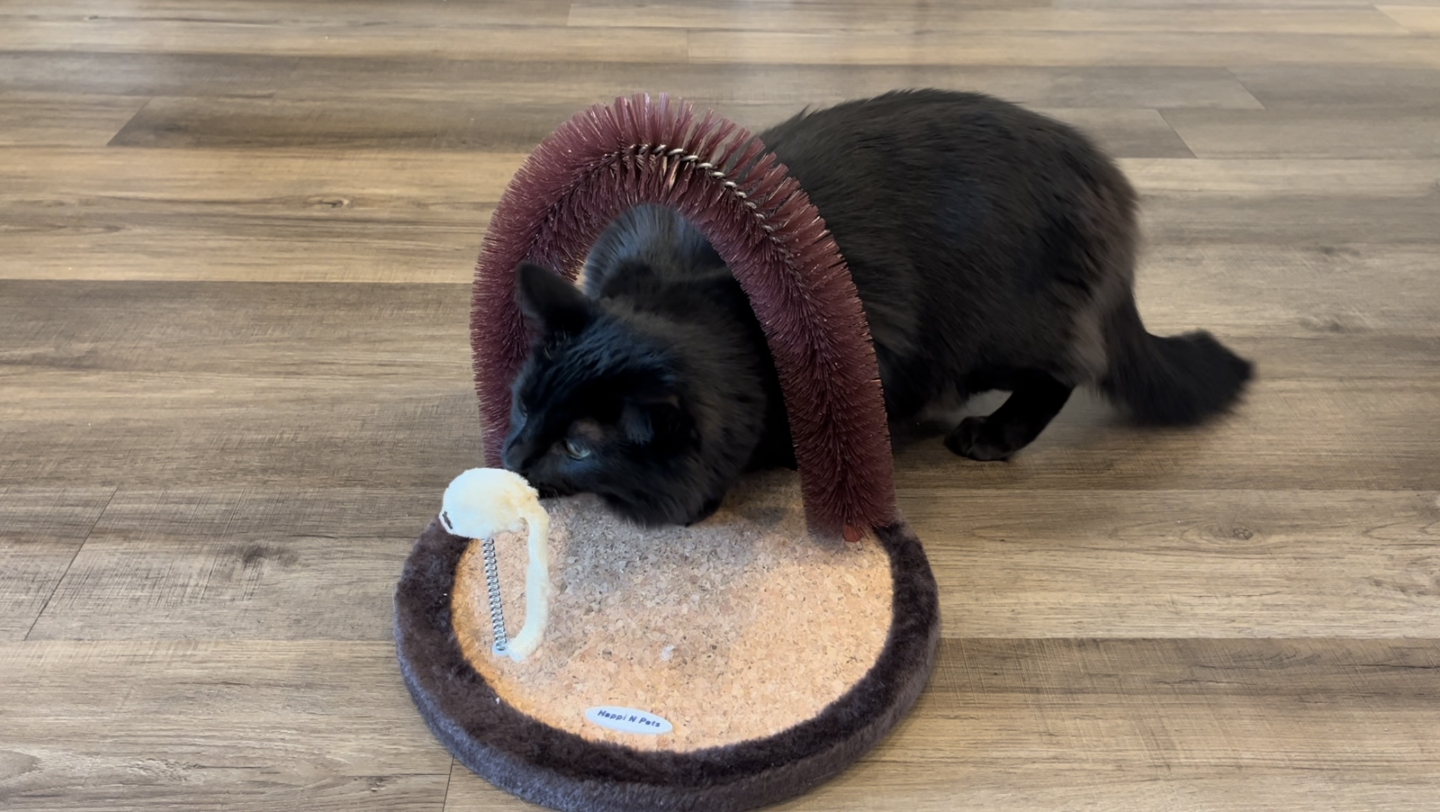 Watch Happy N Pets Self-Grooming Cat Arch - Why My Cats LOVE It on Amazon  Live