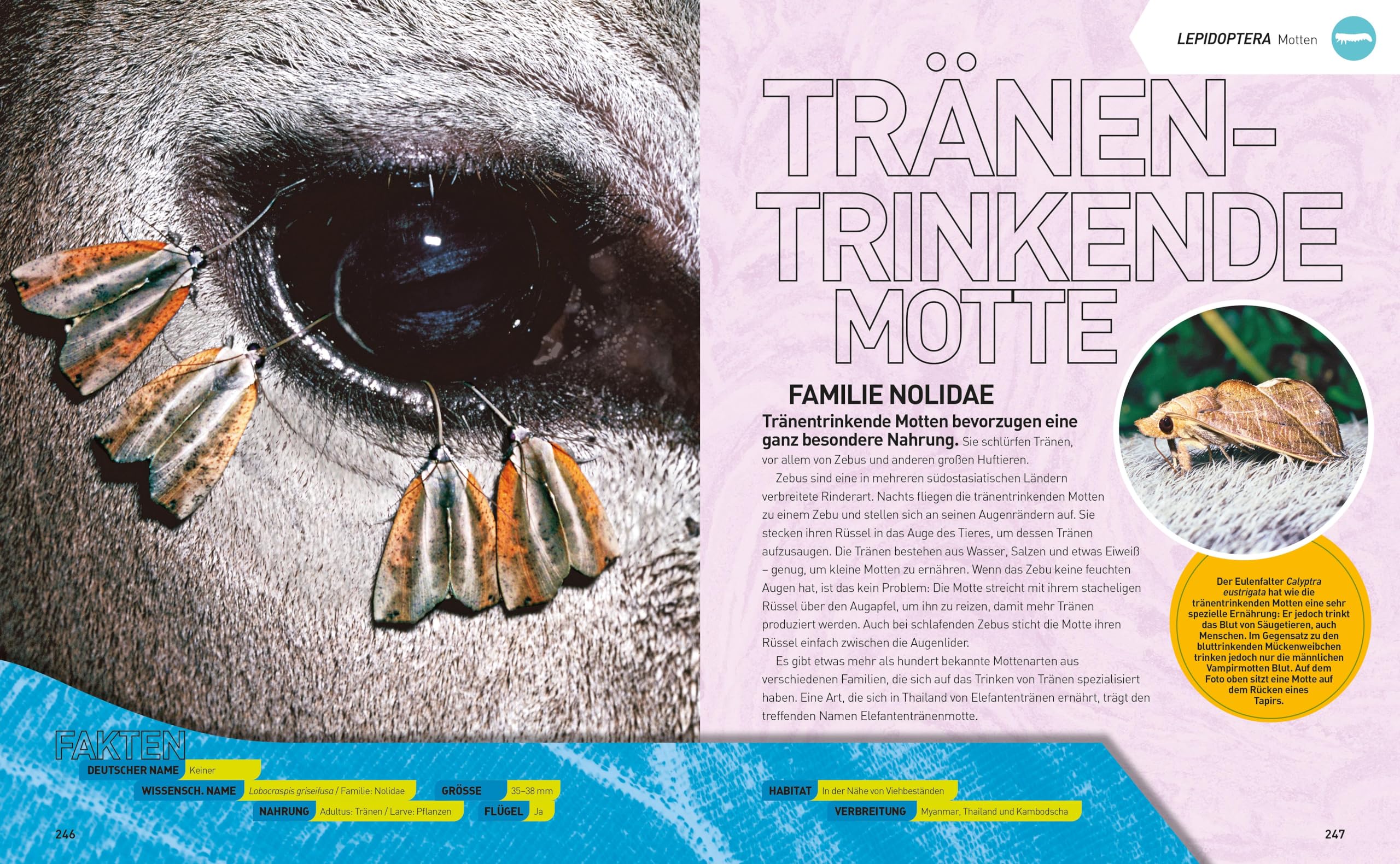 Insekten-Enzyklopädie: Die Wunderwelt von Käfer & Co.: National Geographic Kids