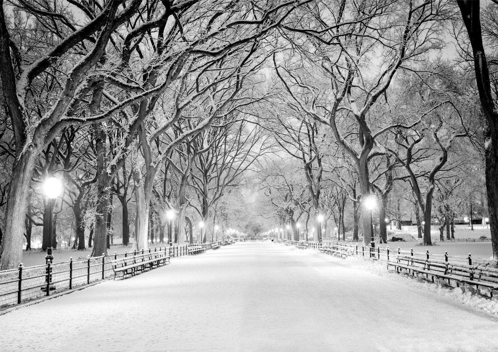 Stukk White Central Park New York Black & Winter Tree Poster - A4 (210 X 297Mm)