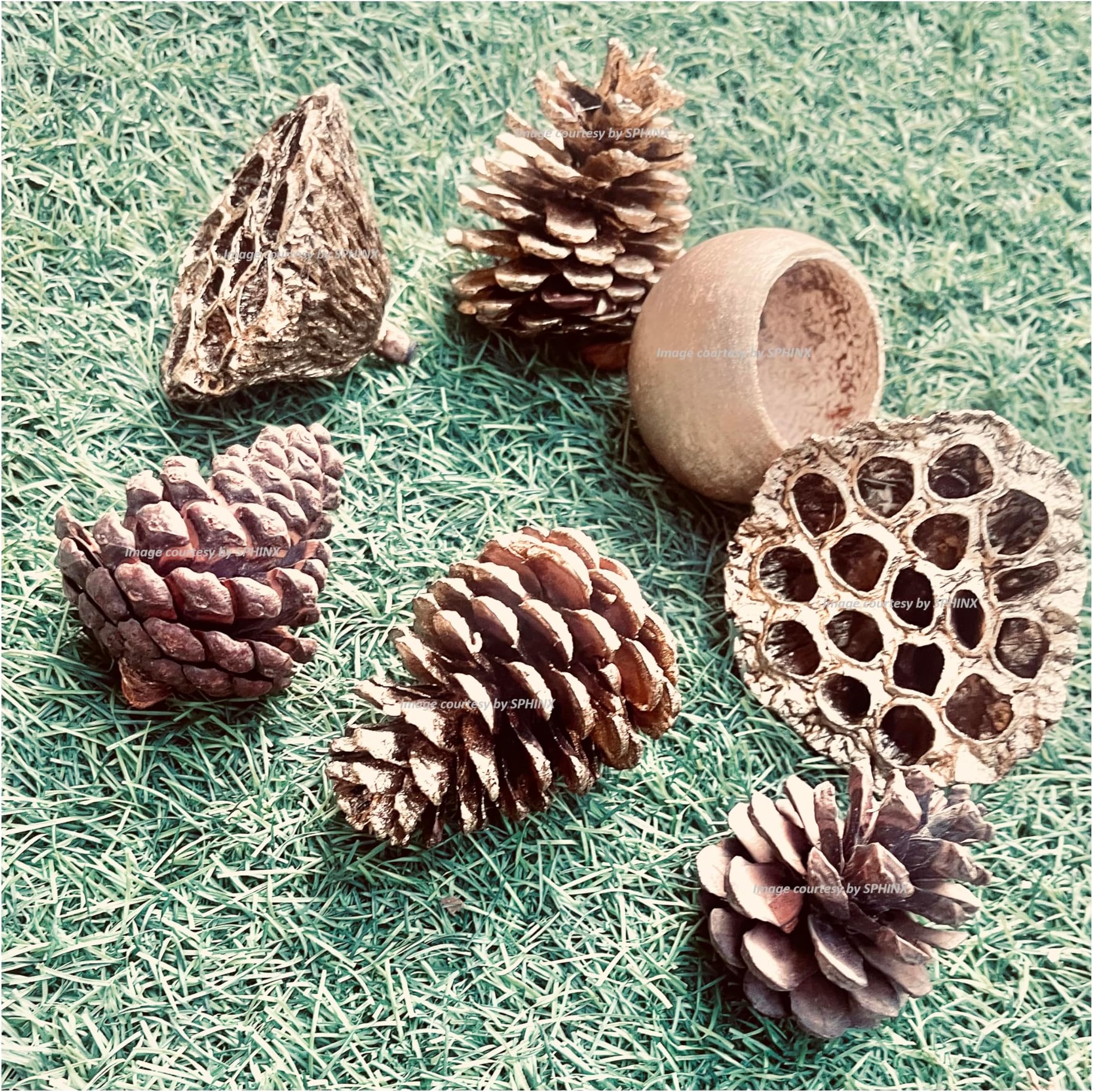 Natural Handpicked Gold Bronze Painted Assortment of Lotus Pods, Pine Cones and Bell Cup Potpourri for Bowl Filling, Table Decorations, Seasonal Decor -Pack of 8 Pieces