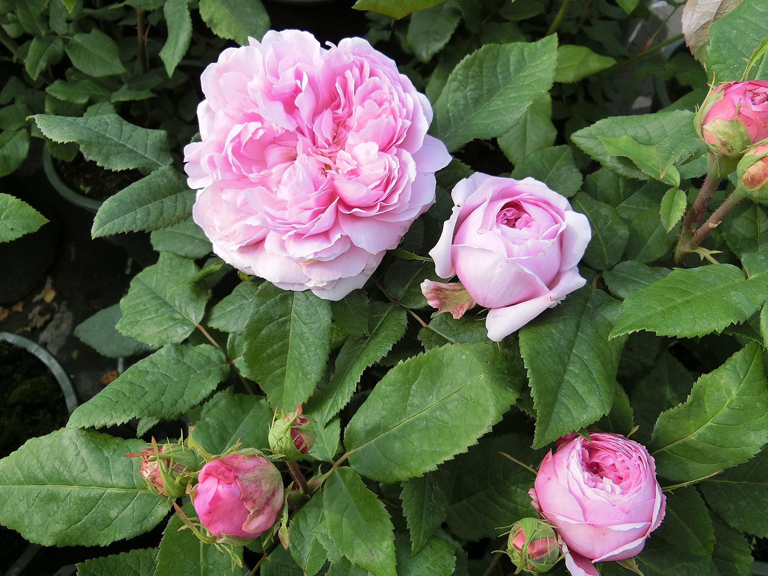 Garten-Schlüter Historische Rose 'Jacques Cartier'