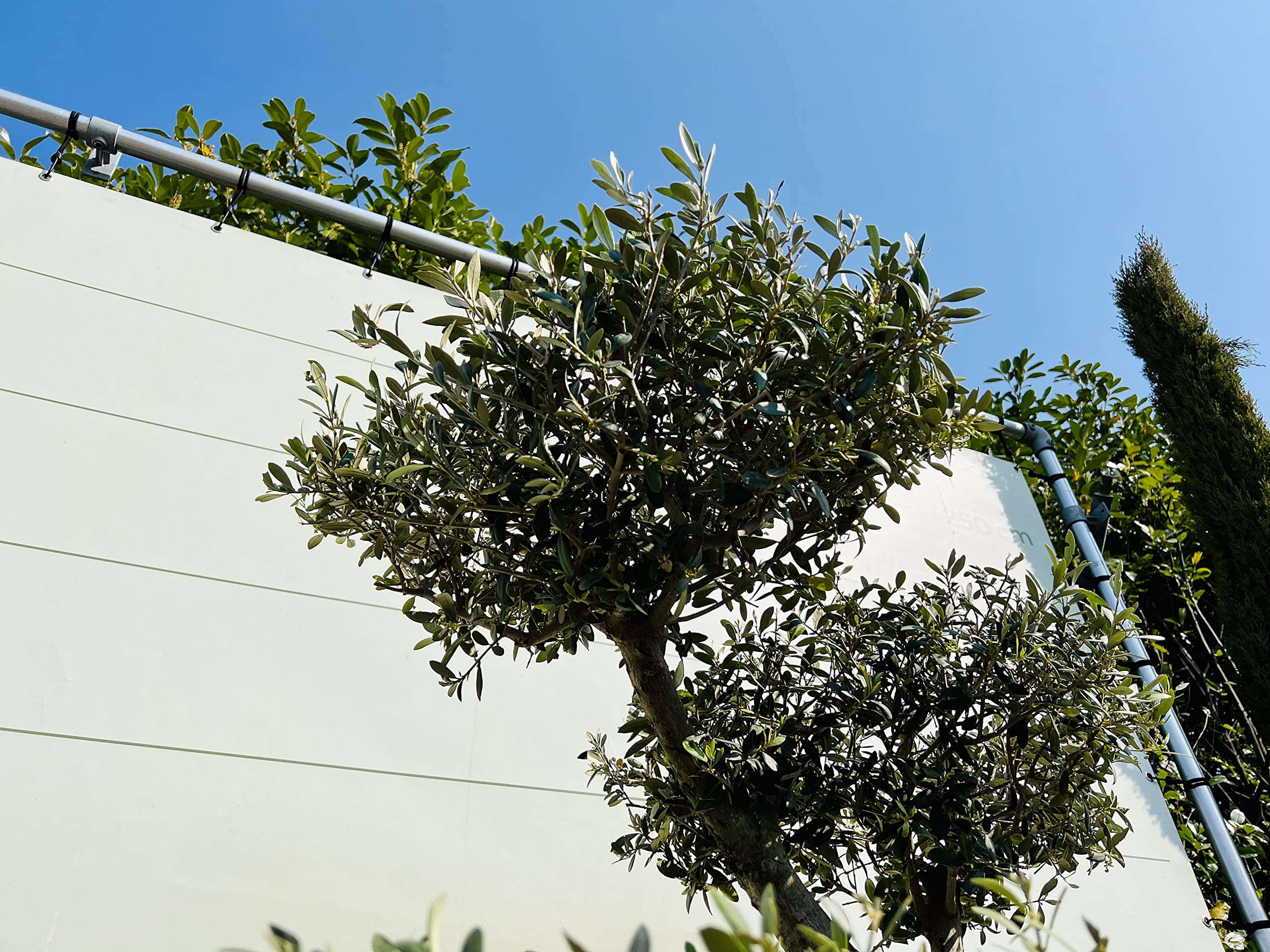 Olea Europea - pon d'olivier, taille du tronc 20-25cm