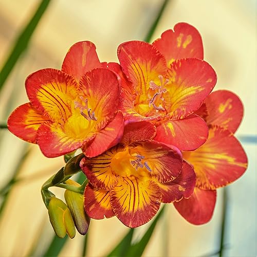 Miniatura 2 de Easy to Grow Freesia Single Bicolor 15 Plant Bulbos - Fragantes flores rojas y amarillas en primavera, zonas solares completas a parciales 9-11