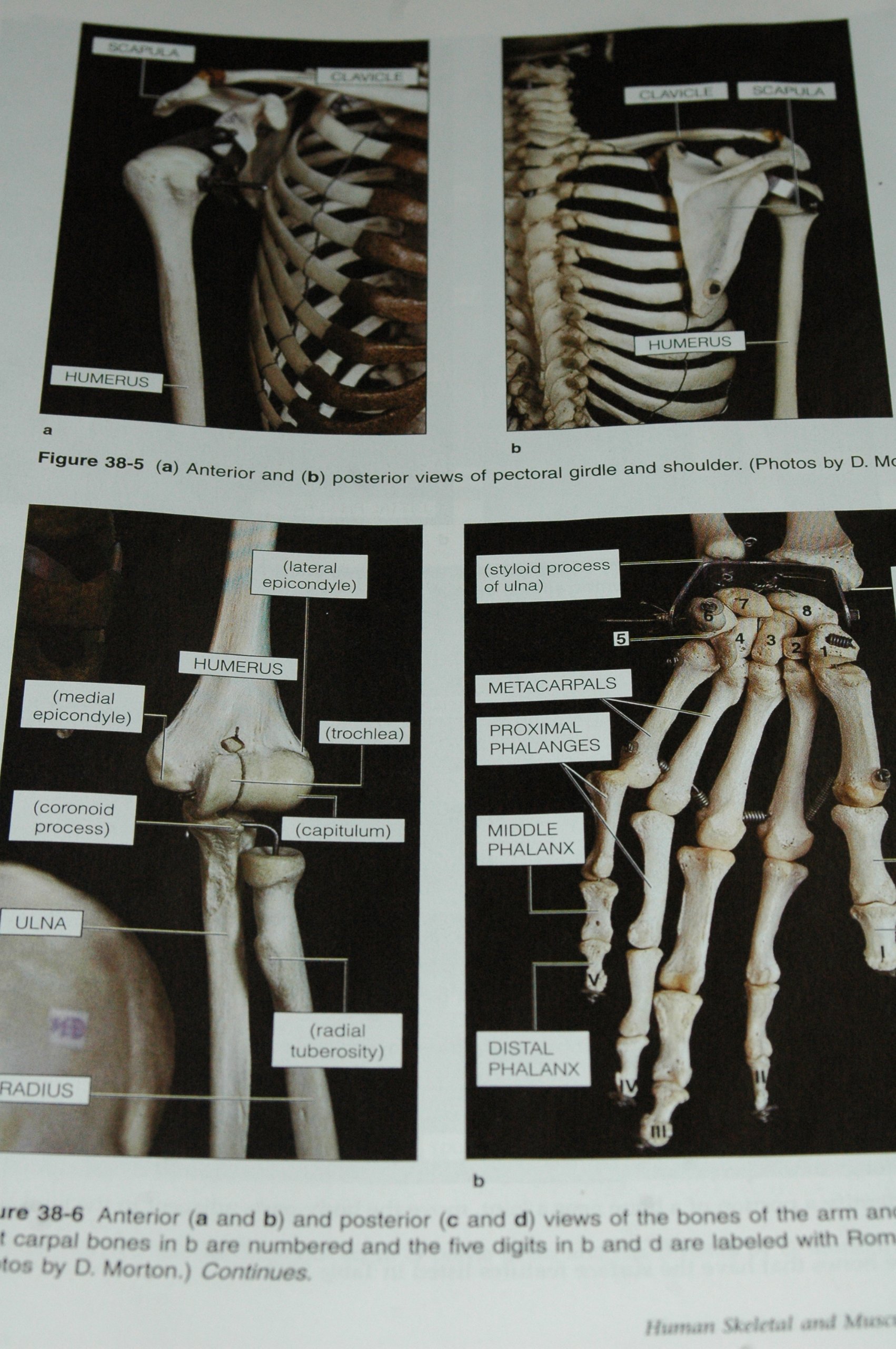 Lab Manual for Majors General Biology - Image 4