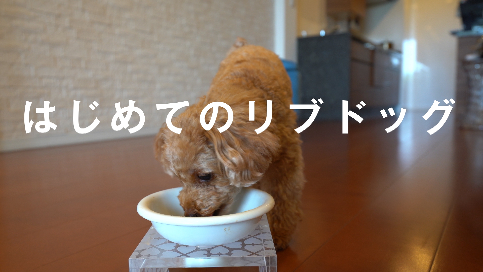 Amazon.co.jp: LIVEDOG 1.5kg リブドッグ 獣医推奨 ノンオイル