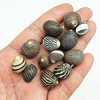 Vista 8 de PEPPERLONELY Conchas marinas de caracol blanco de Natica, 8 oz aprox. 60 caracoles de PC, 3/4 pulgadas ~ 1-1/4 pulgadas