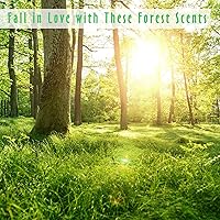 Vista 9 de Aceite aromático, MitFlor Woodland - Juego de aceites perfumados, aromas para hacer jabón y velas, aceites esenciales para difusores para el hogar