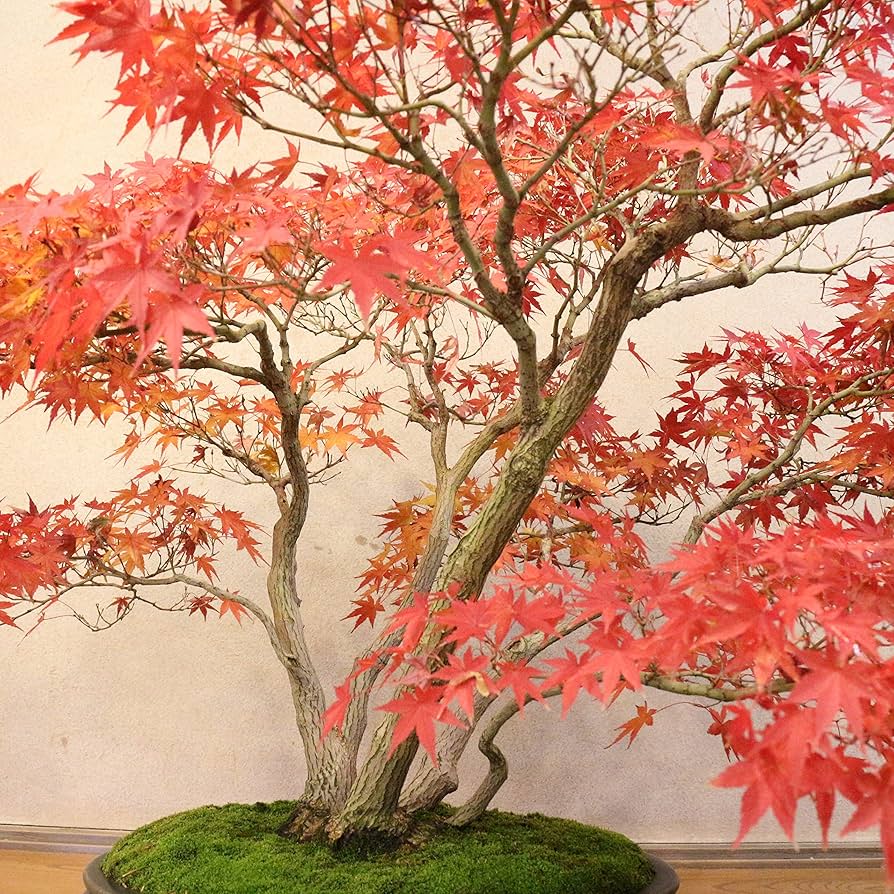 T*S様 もみじ 紅葉 盆栽 株立 樹齢30年 91hKAWbKccL._UF894,1000_QL80_.jpg
