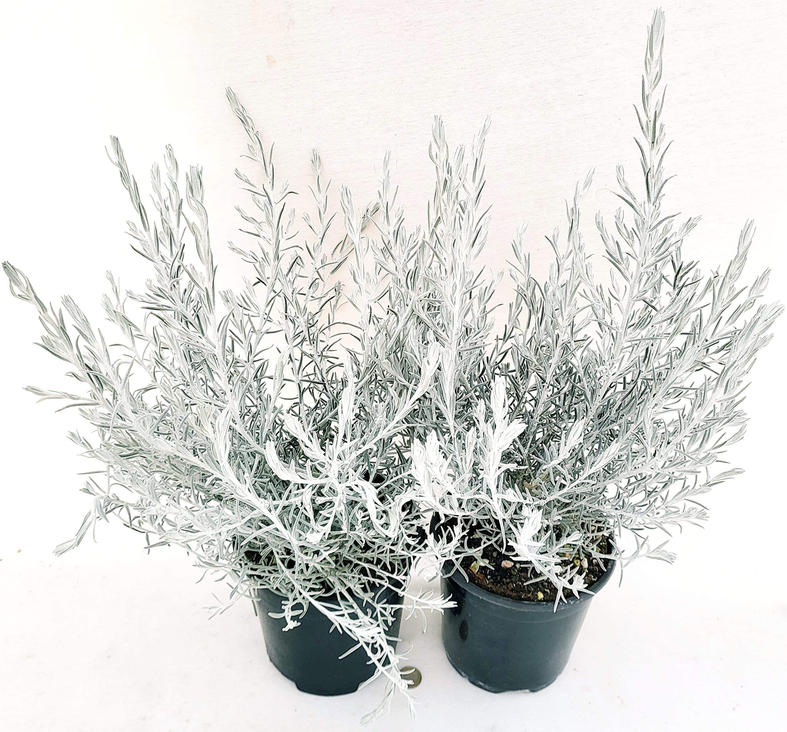 POWERS TO FLOWERS - EREMOPHYLA NIVEA, 2 PIANTE, VASO 17CM, piante vere