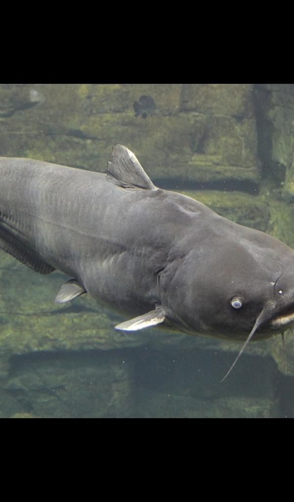 Catfish Wallpaper HD Wallpapers of Catfish! app su Amazon Appstore