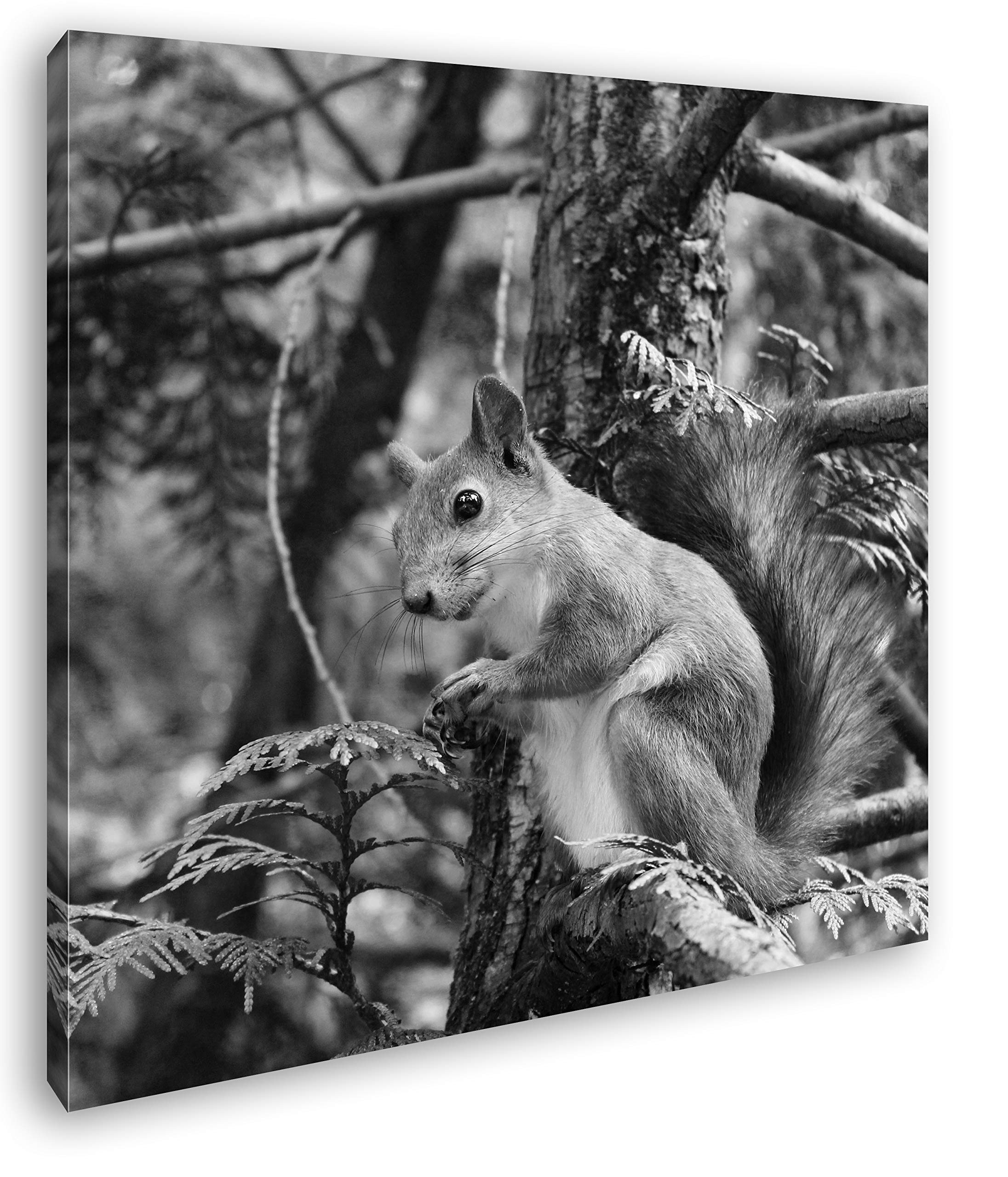 Joli Effet écureuil : Noir et Blanc comme Toile montée sur châssis en Bois véritable Impression numérique avec Cadre, Pas de Poster ou de Affiches, 40x40