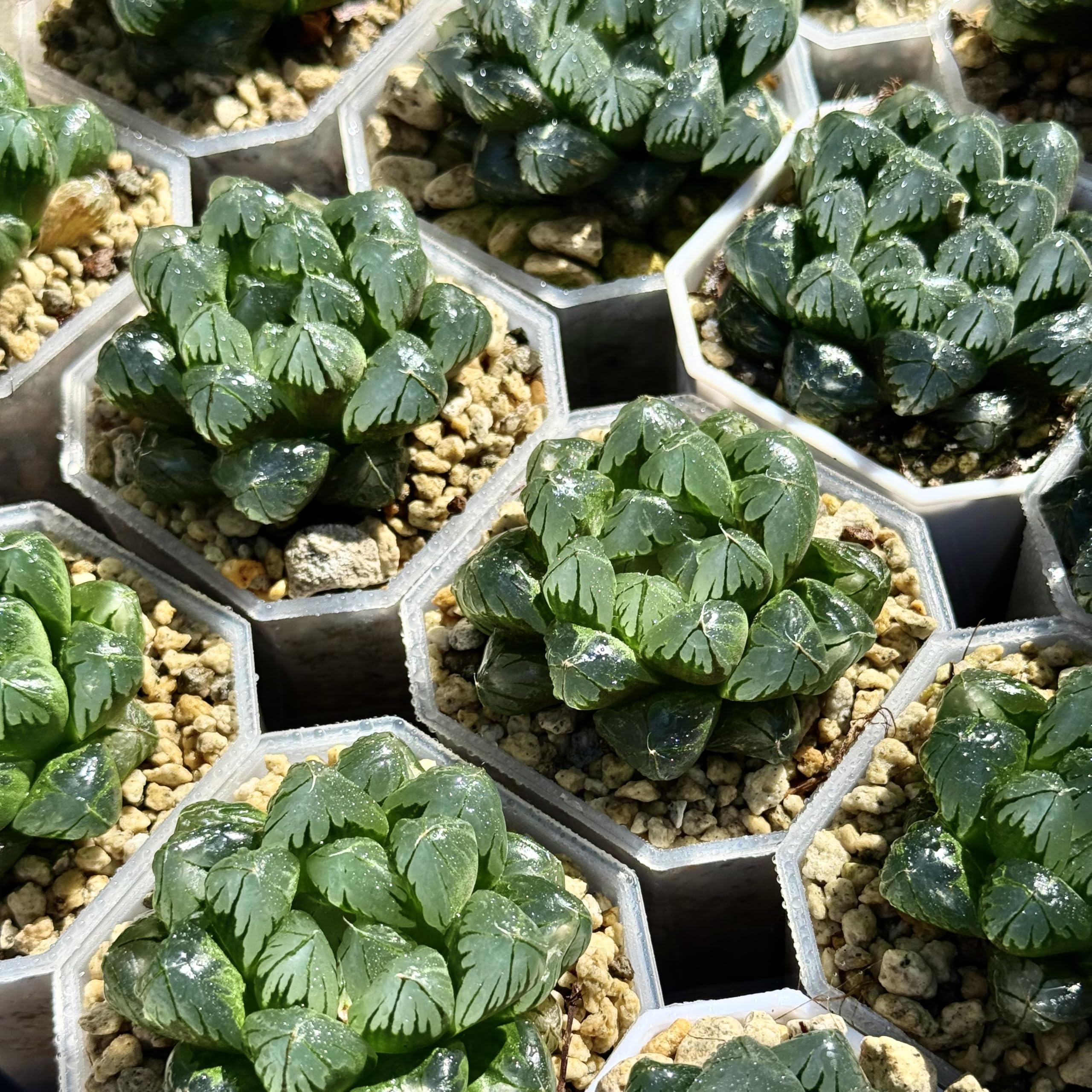 多肉植物　ハオルチア　オブツーサ 楽天市場】多肉植物：ハオルチア オブツーサ ウルトラパープル*幅4.5