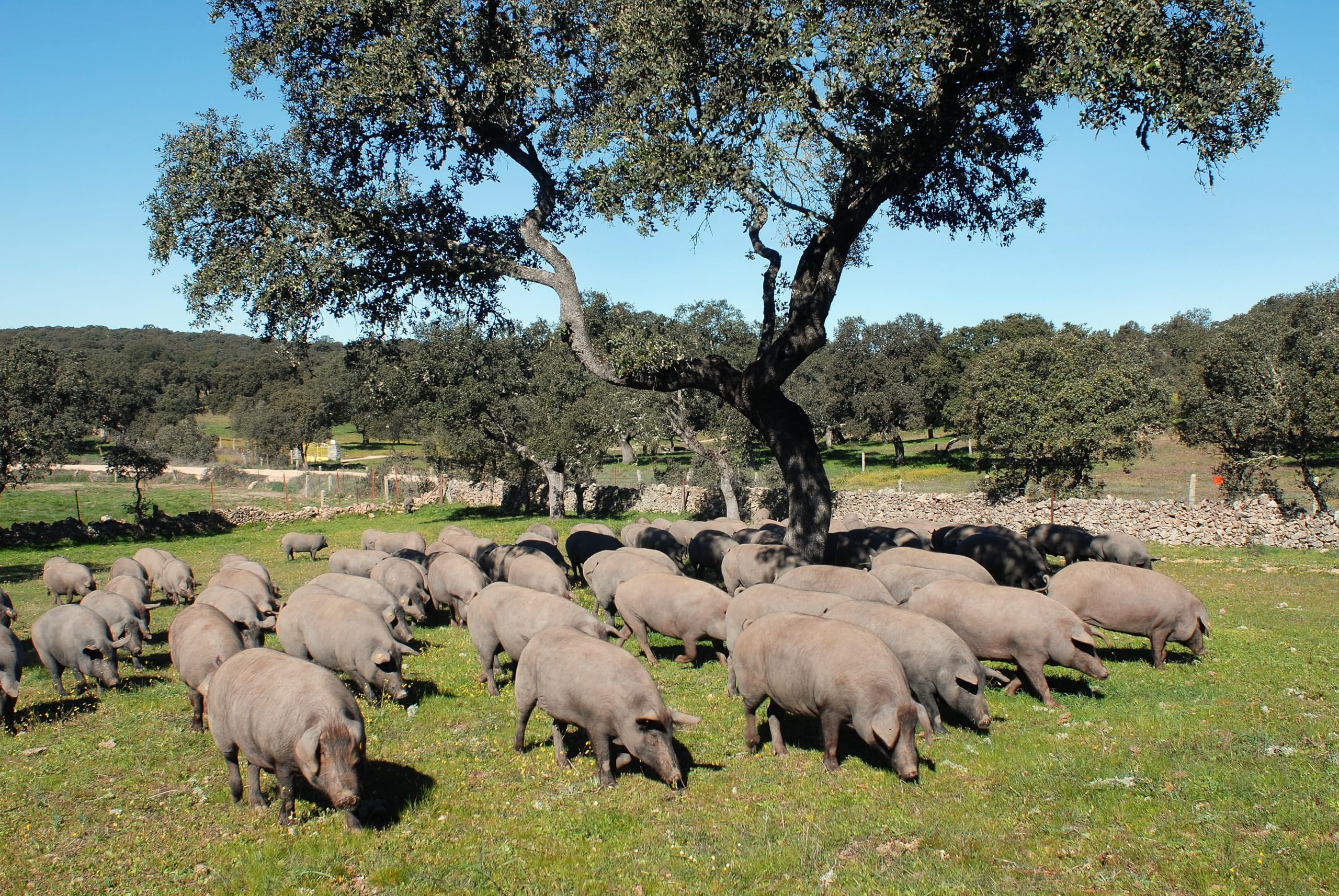 BELLOTERRA | Jamón de Bellota 100% Ibérico | 8-8,5 kg | Curación 32-40 Meses | Raza Ibérica Pura Alimentada en Montanera con Bellota | Sabor Intenso y Aromático