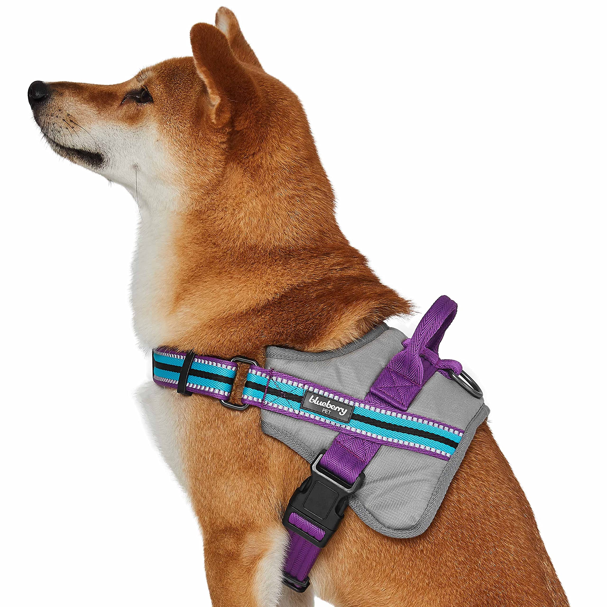 Harnais pour chien violet et céleste Blueberry Pet pour balades nocturnes sûres