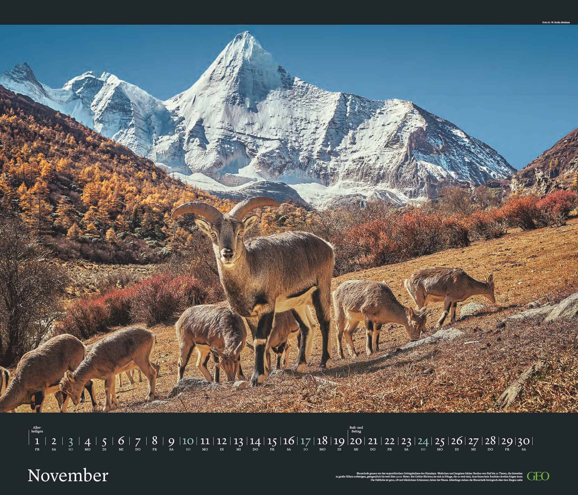 GEO Edition: Tierwelten 2024 - Wand-Kalender - Tier-Kalender - 70x60: Posterkalender, Mittel
