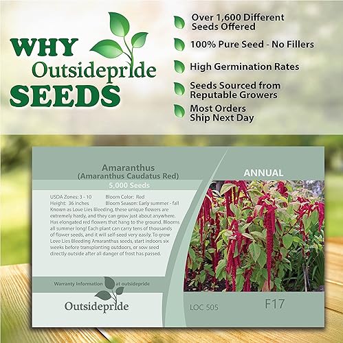 Miniatura 6 de Outsidepride Amaranthus Love Lies Bleeding Red Garden Flower Landscaping Plants - 10000 Semillas