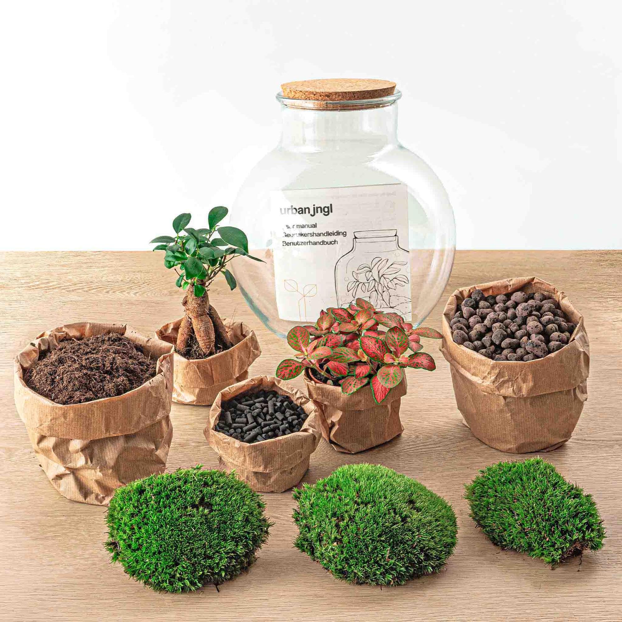 Jardinière en bouteille - Kit de bricolage - Bonsaï - Terrarium Ø 25 cm x H 26,5 cm - Terrarium à faire soi-même - Mini écosystème autonome - Pour la maison et le bureau