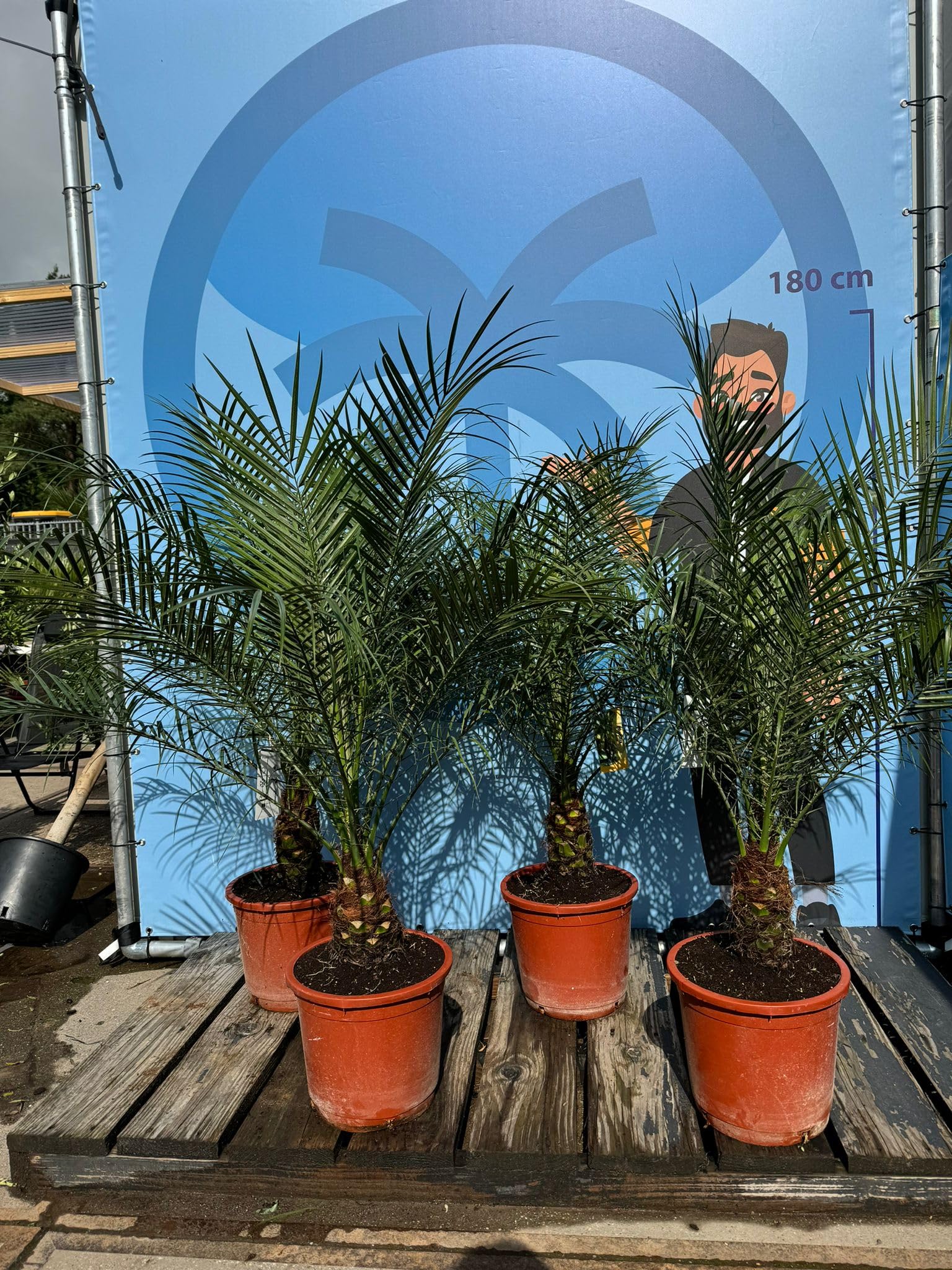 PHOENIX ROEBELENII - Altezza 20-25 cm