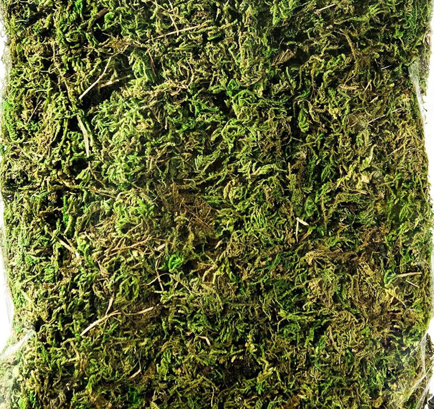 Preserved Moss 8oz Bag (forest moss)