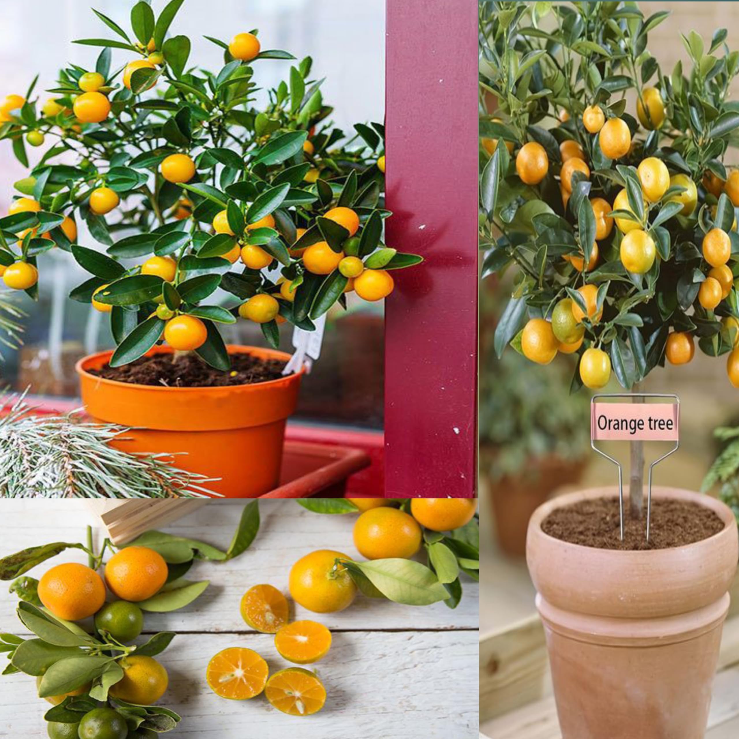 Eroanvia Combo 2 Rare Israel Kumquat Orange Air Layering Live Plant - Healthy Plant 2-3 Feet Height (B0CH8M1TJL) Amazon Price History, Amazon Price Tracker