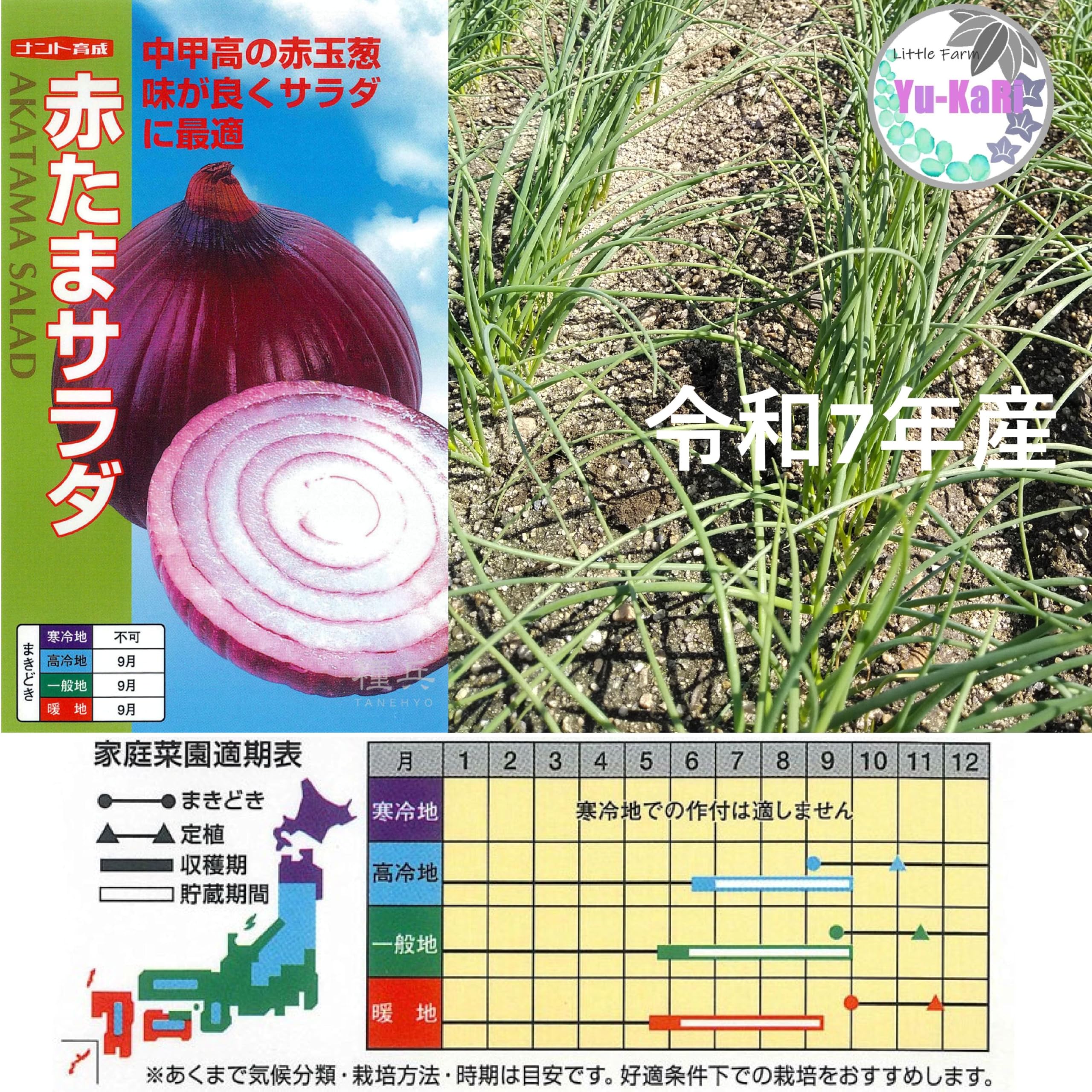 Amazon.co.jp: 令和7年産 自家製たまねぎ苗 10本より (赤たまサラダ